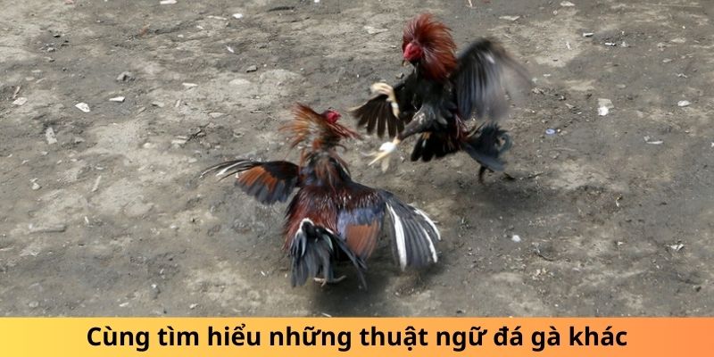 Cùng tìm hiểu những thuật ngữ đá gà khác