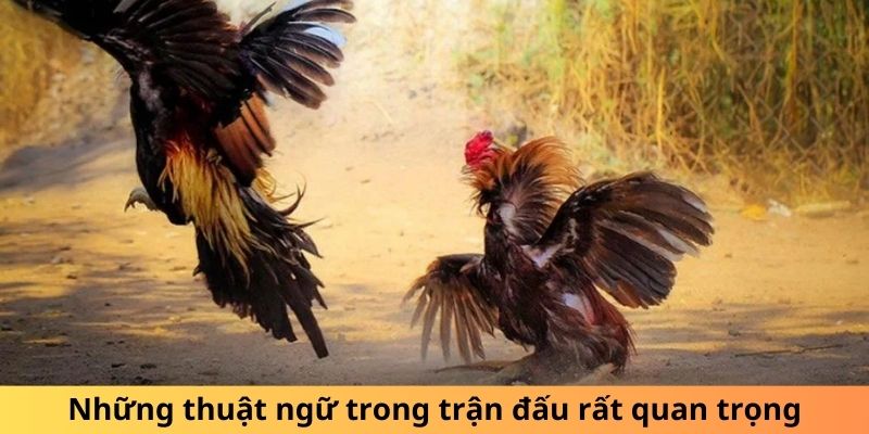 Những thuật ngữ trong trận đấu phổ biến nhất